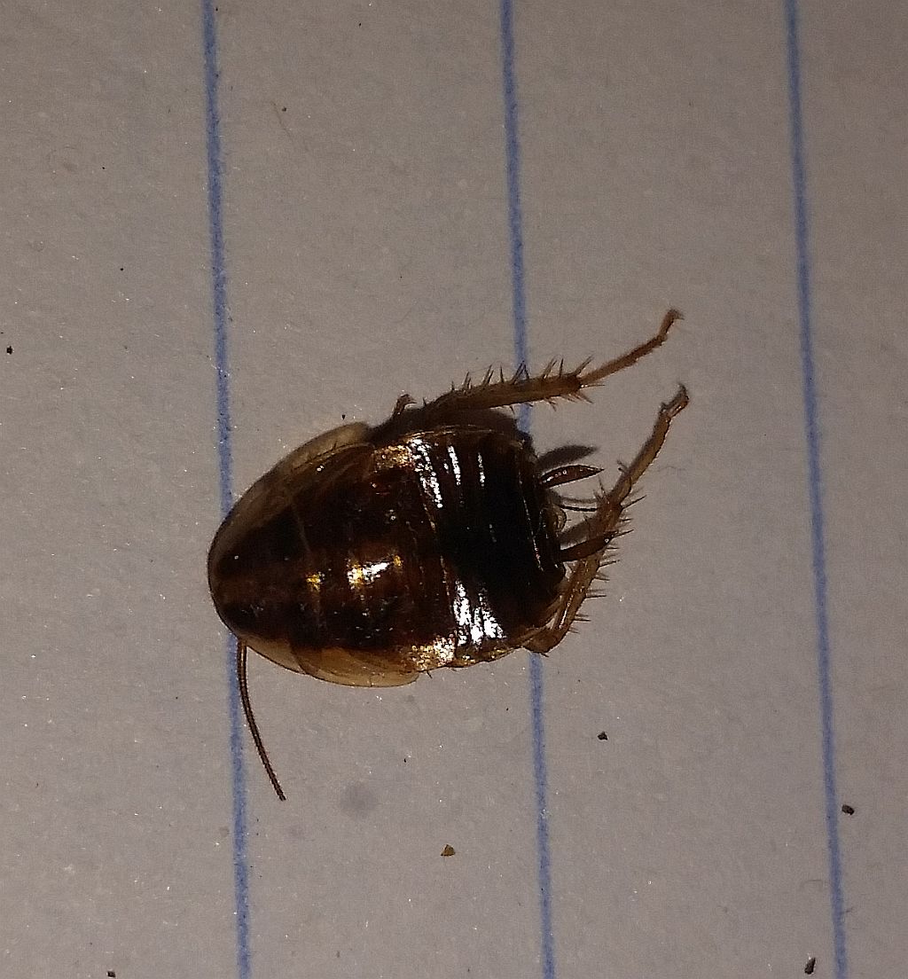 cockroach nymph PEST CONTROL CANADA