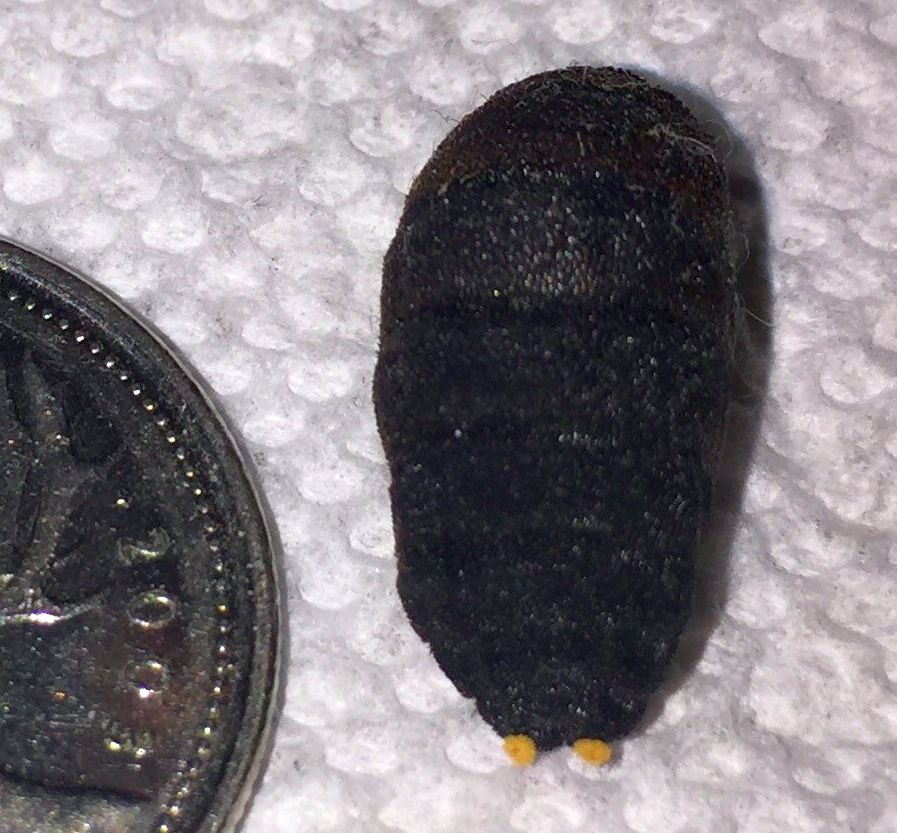 Bot Fly Puparium PEST CONTROL CANADA