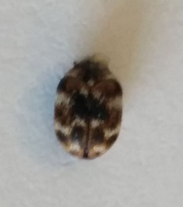 varied carpet beetle PEST CONTROL CANADA