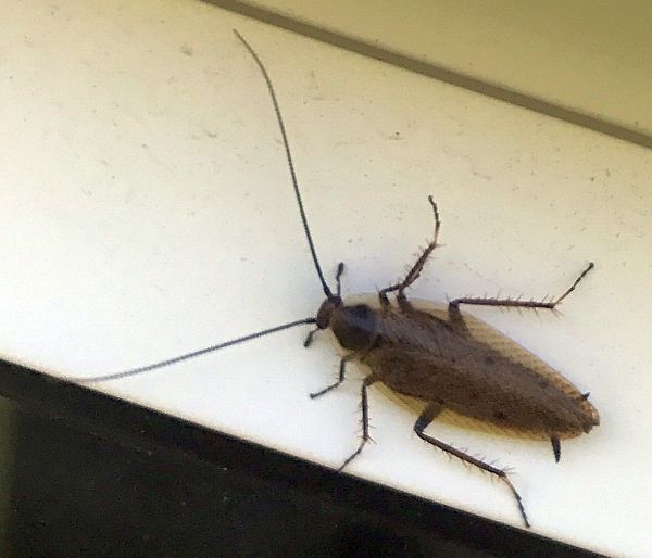 Cockroach PEST CONTROL CANADA