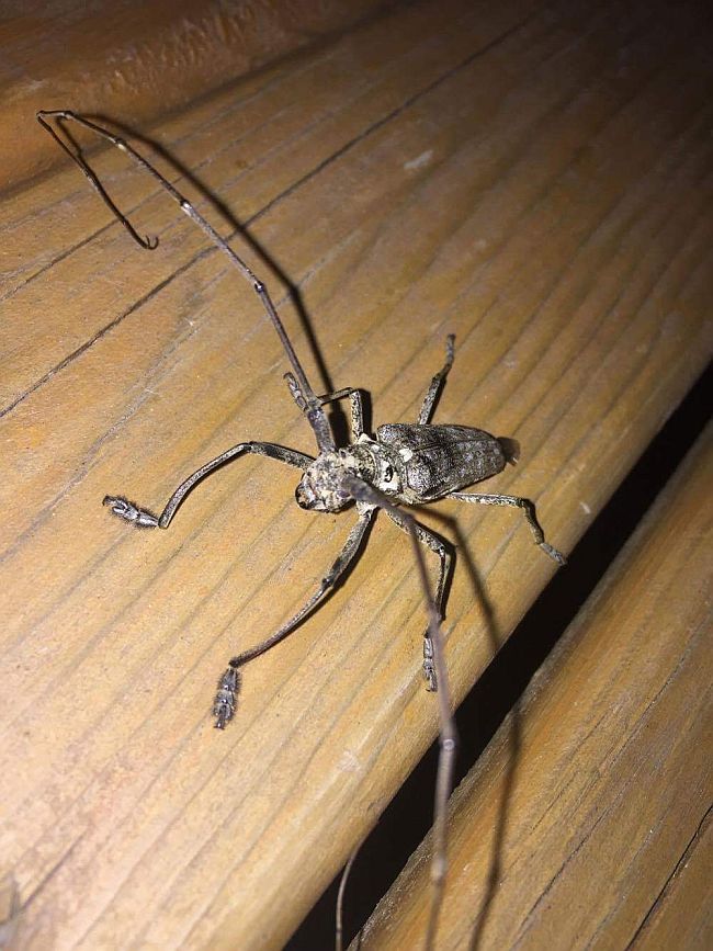 longhorned woodboring beetle PEST CONTROL CANADA