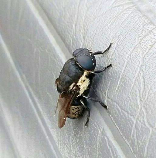 rodent bot fly PEST CONTROL CANADA