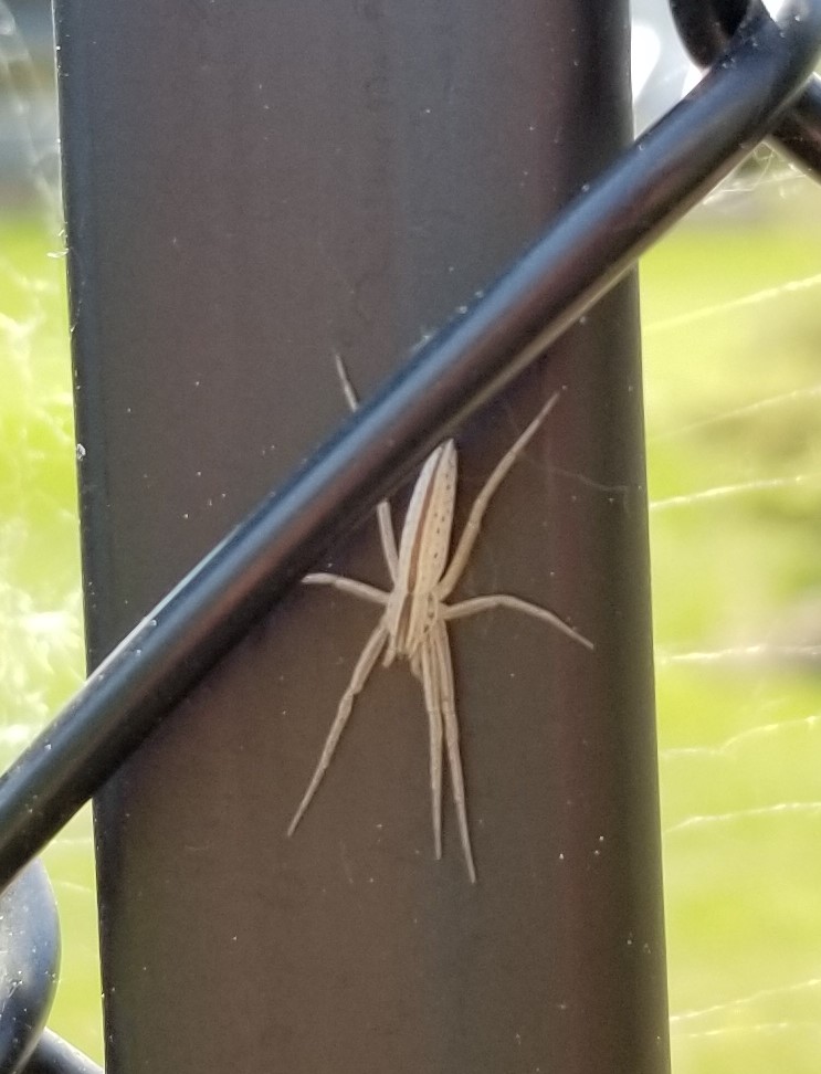 Running Crab Spider PEST CONTROL CANADA