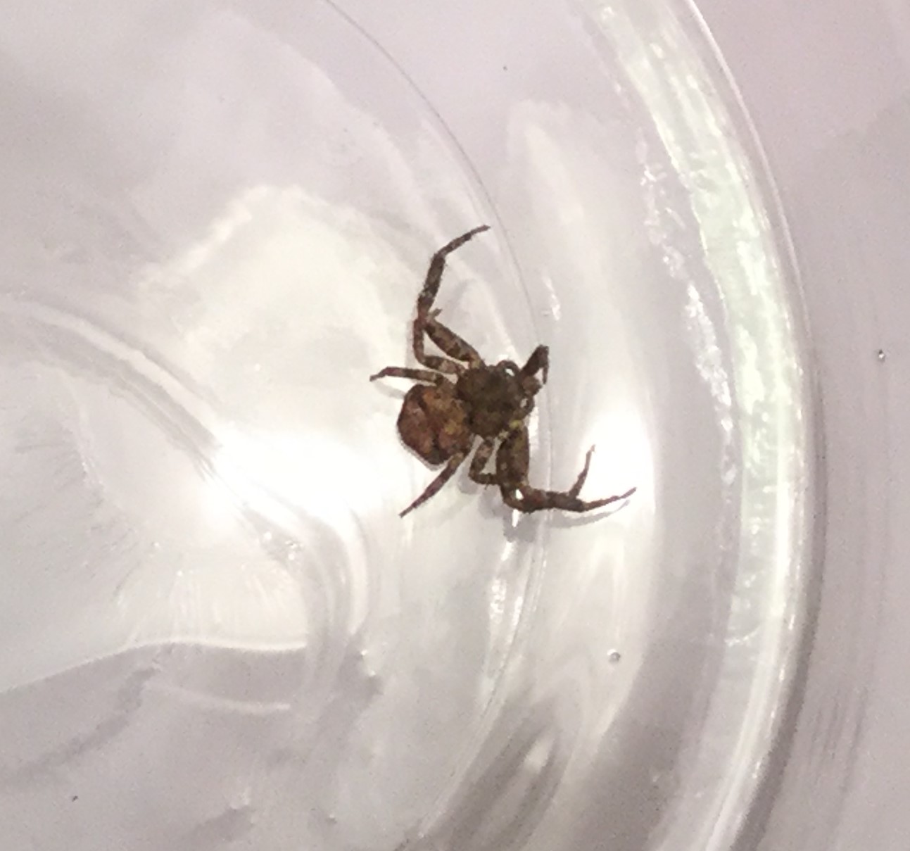 Crab Spider PEST CONTROL CANADA