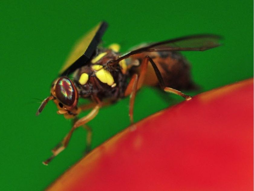 How to kill fruit flies, according to a scientist PEST CONTROL CANADA