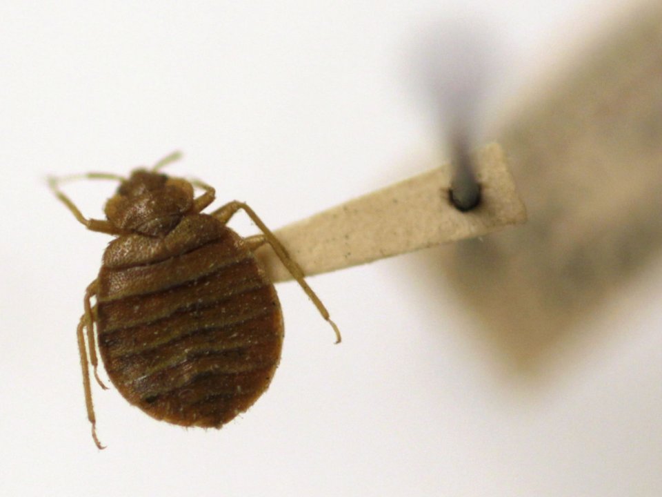 11 myths about bedbugs you need to stop believing PEST CONTROL CANADA