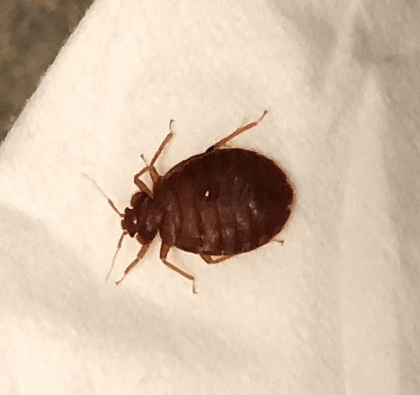 Bed bug PEST CONTROL CANADA