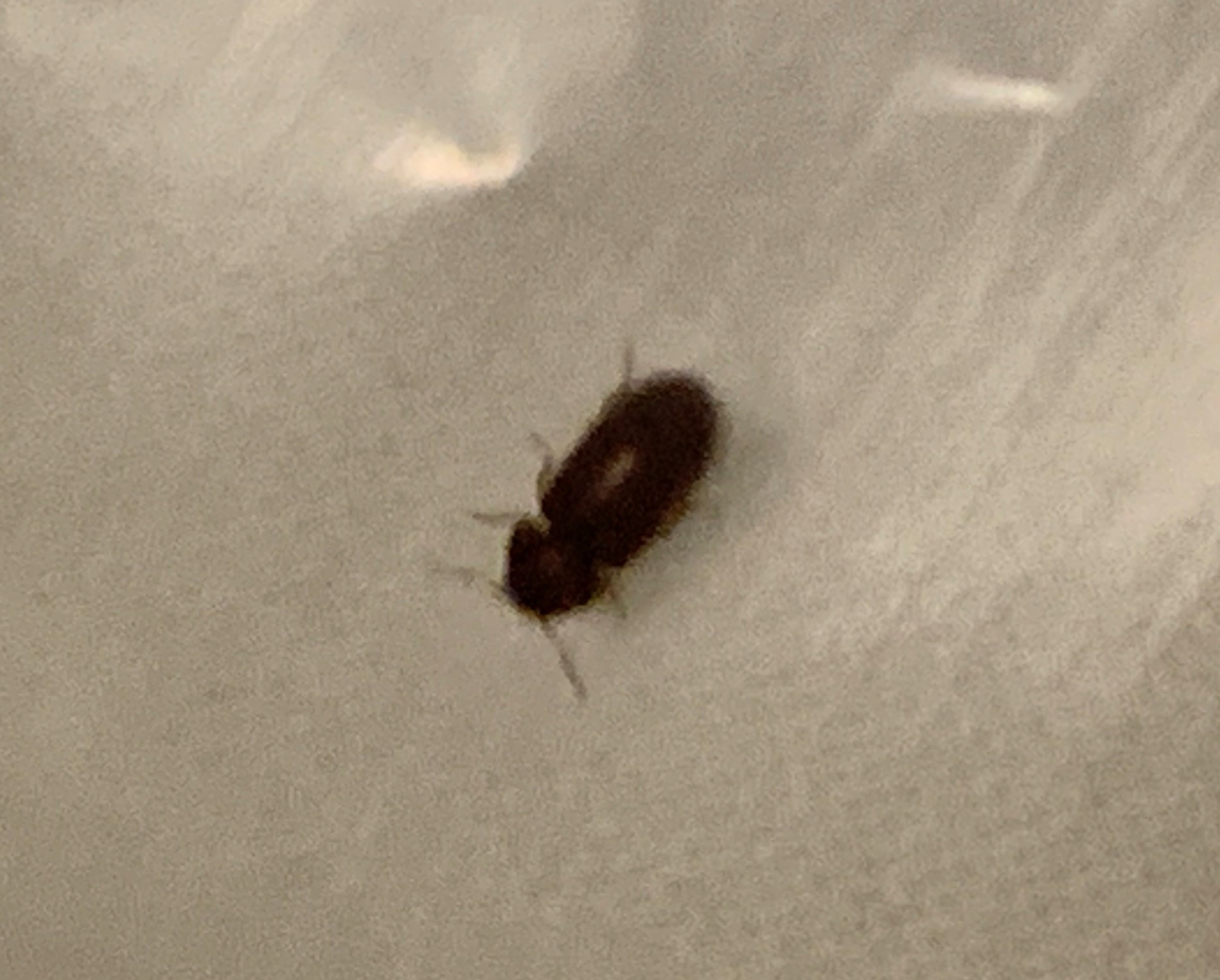 Drugstore Beetle