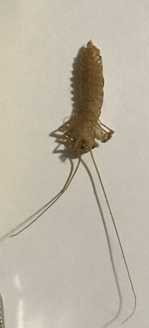 House centipede - PEST CONTROL CANADA