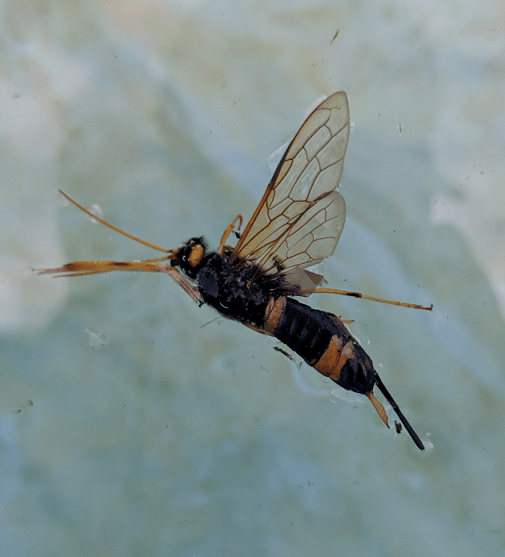 Wood wasp PEST CONTROL CANADA