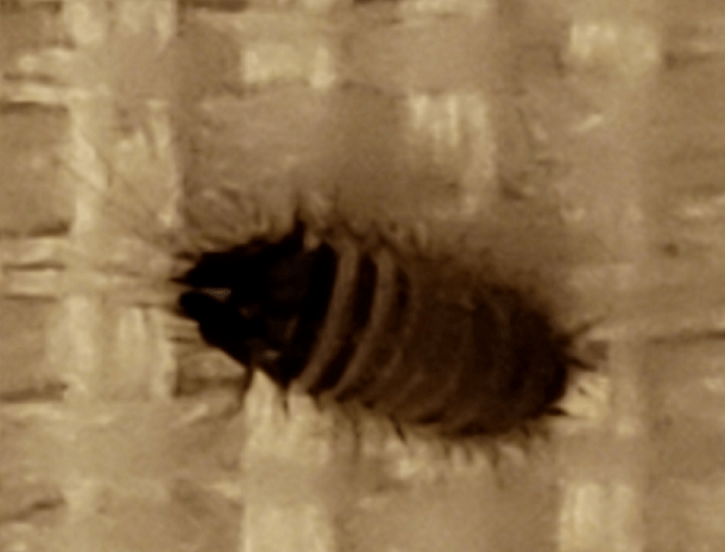 Larva of a carpet beetle PEST CONTROL CANADA