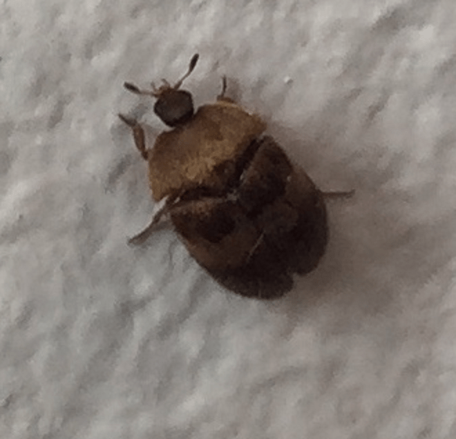 Carpet beetle PEST CONTROL CANADA