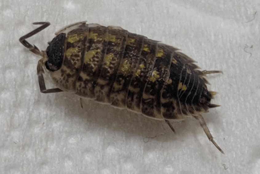 Terrestrial crustacean PEST CONTROL CANADA