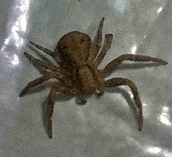 Crab spider PEST CONTROL CANADA