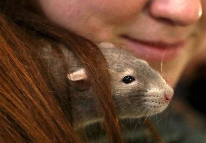 Woman catches ‘ratbite fever’ from pet rat, develops serious rash, infection PEST CONTROL