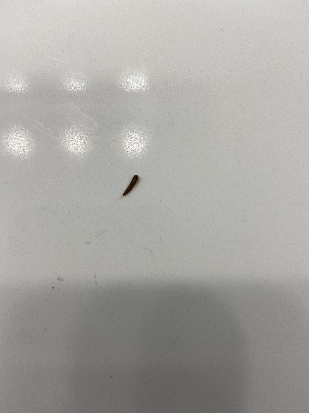 Larva of a carpet beetle PEST CONTROL CANADA
