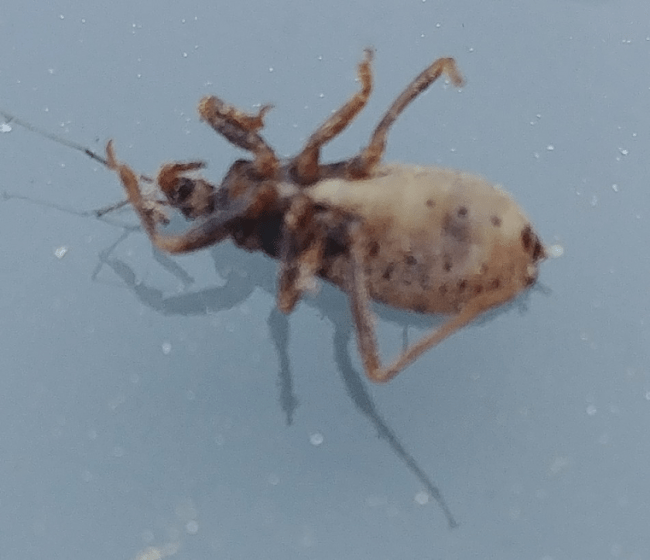 Carpet beetle PEST CONTROL CANADA