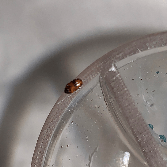 Carpet beetle PEST CONTROL CANADA