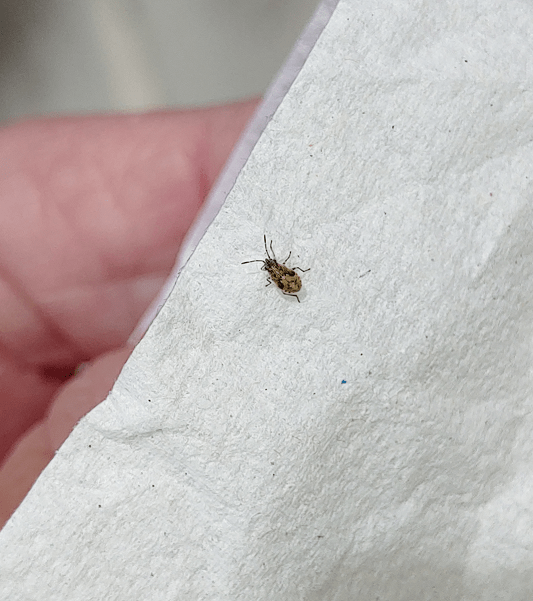 False chinch bug PEST CONTROL CANADA