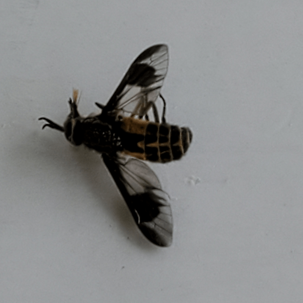 Deer fly PEST CONTROL CANADA