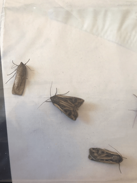 Moths PEST CONTROL CANADA