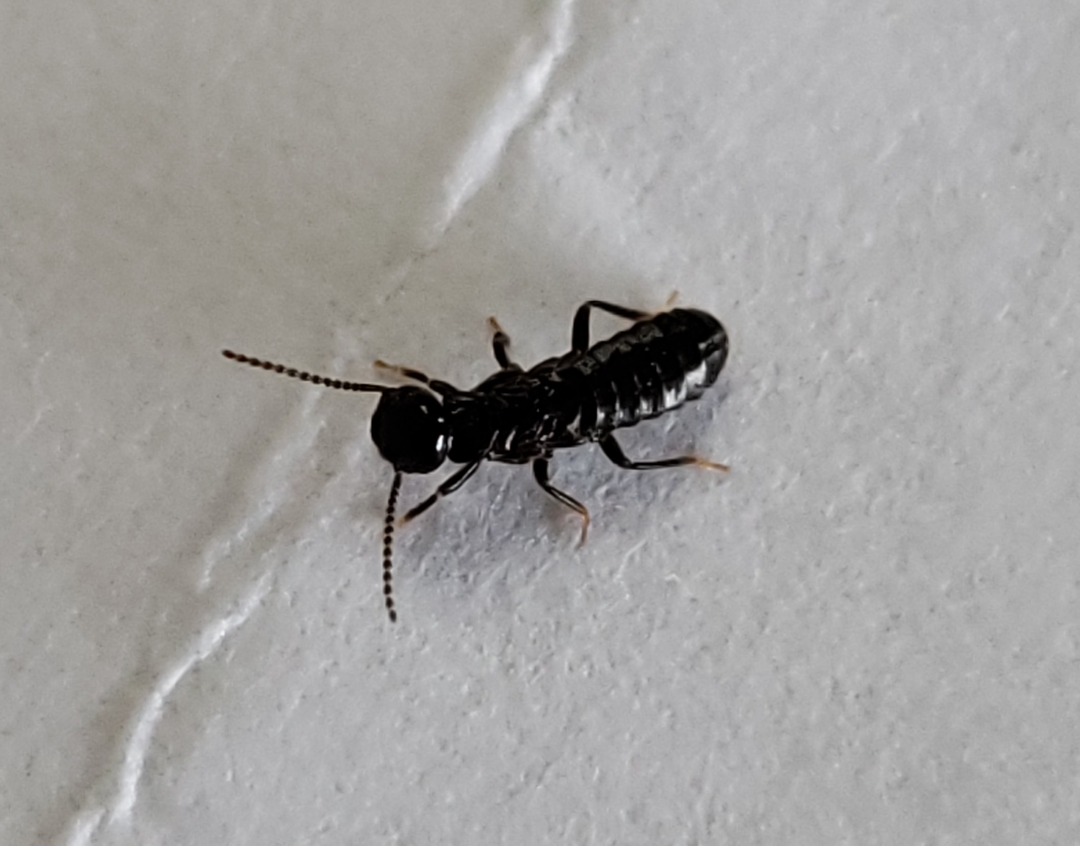 Western subterranean termite PEST CONTROL CANADA