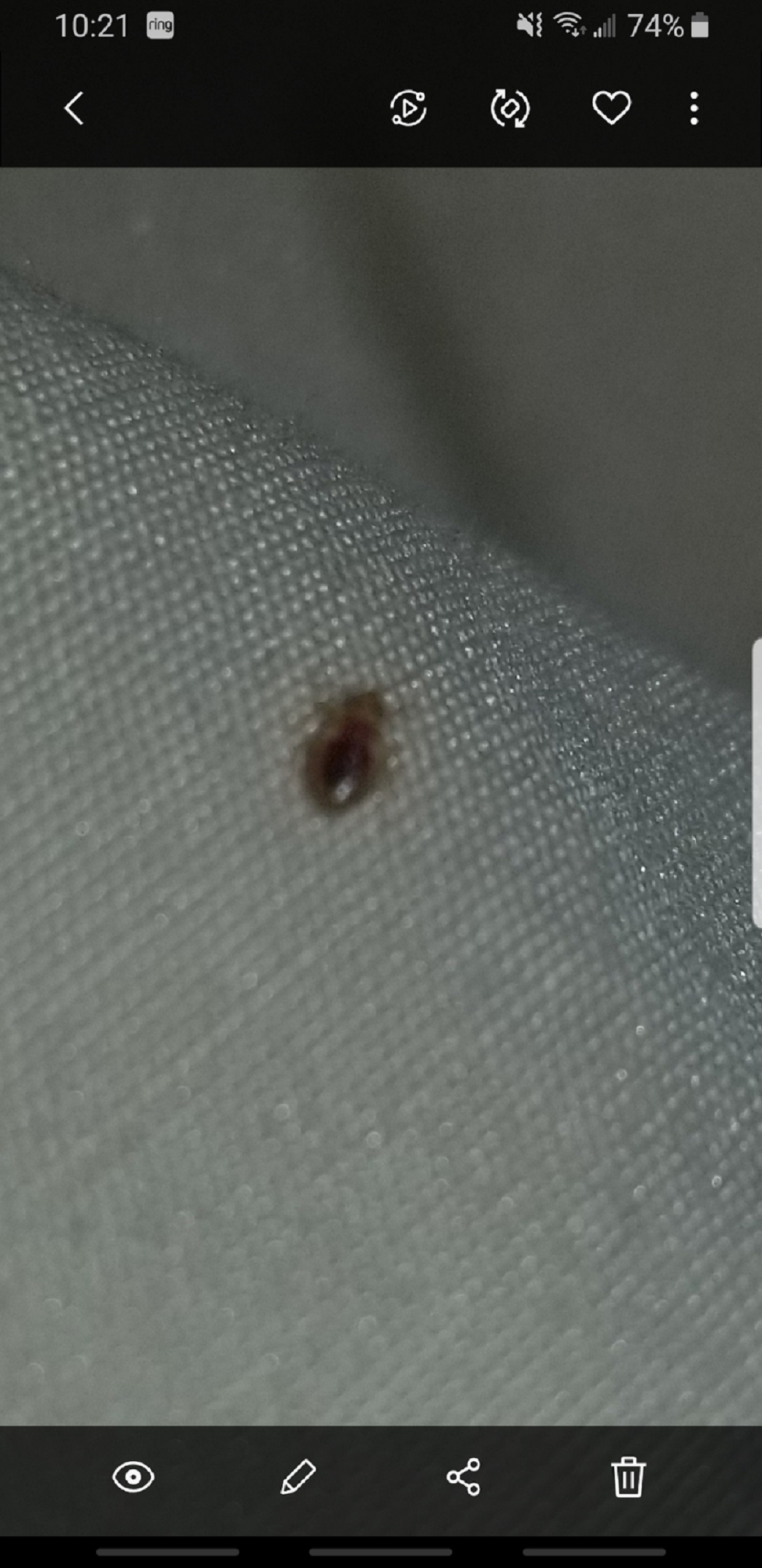 Nymph of a bed bug PEST CONTROL CANADA