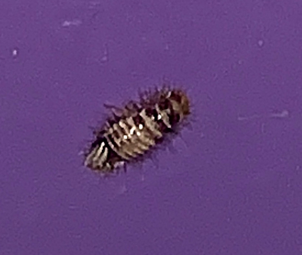 Larva of a carpet beetle PEST CONTROL CANADA