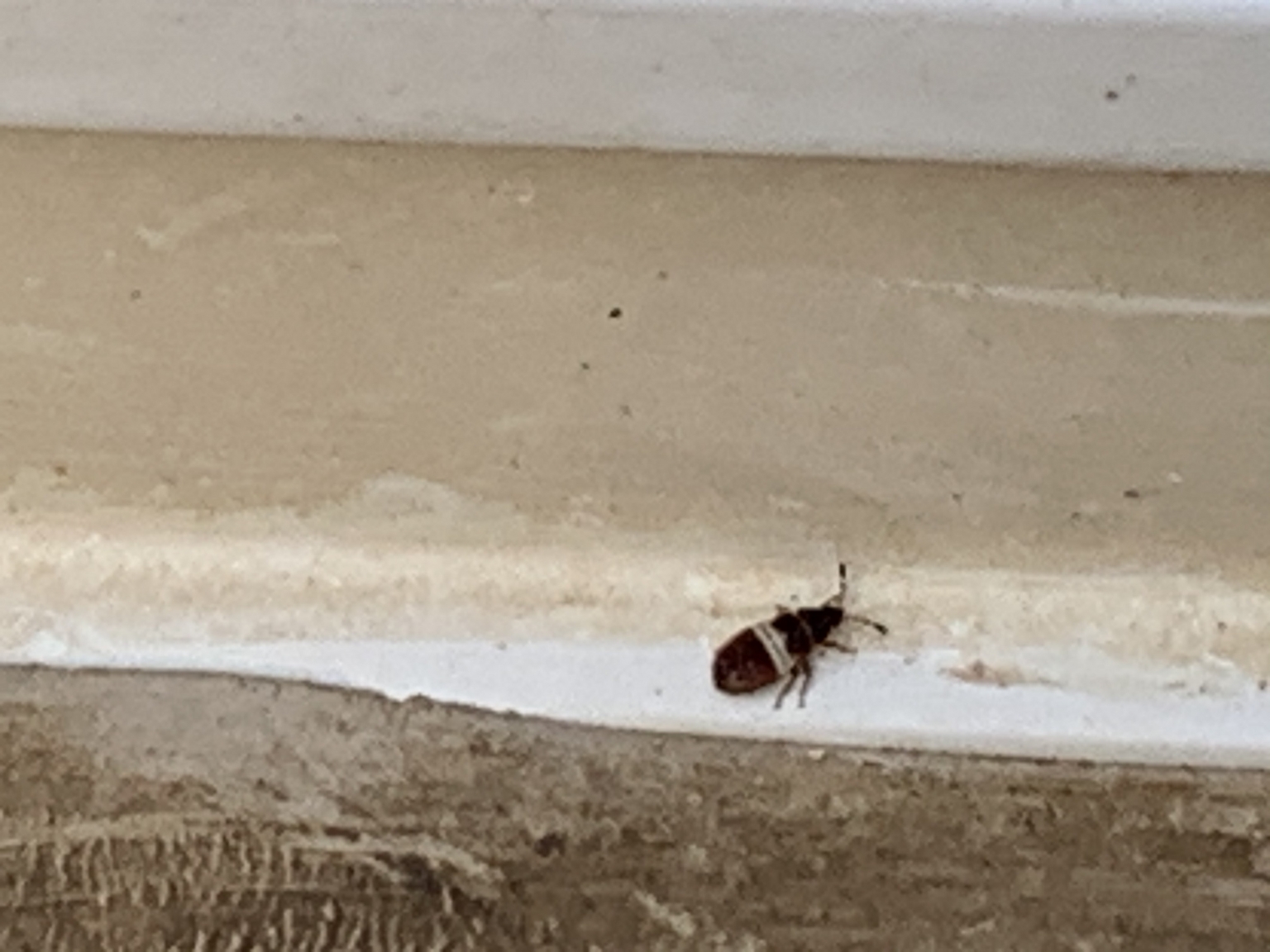 Larva of a larder beetle PEST CONTROL CANADA