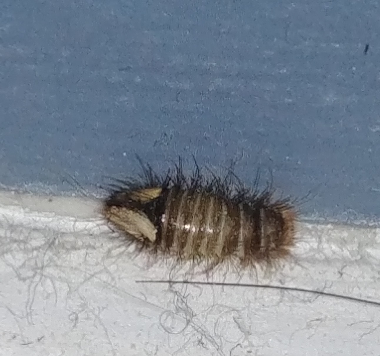 Larva of a carpet beetle PEST CONTROL CANADA