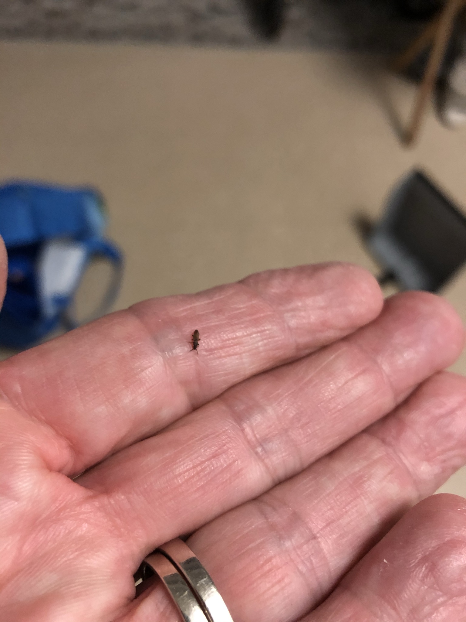 Grain beetle PEST CONTROL CANADA