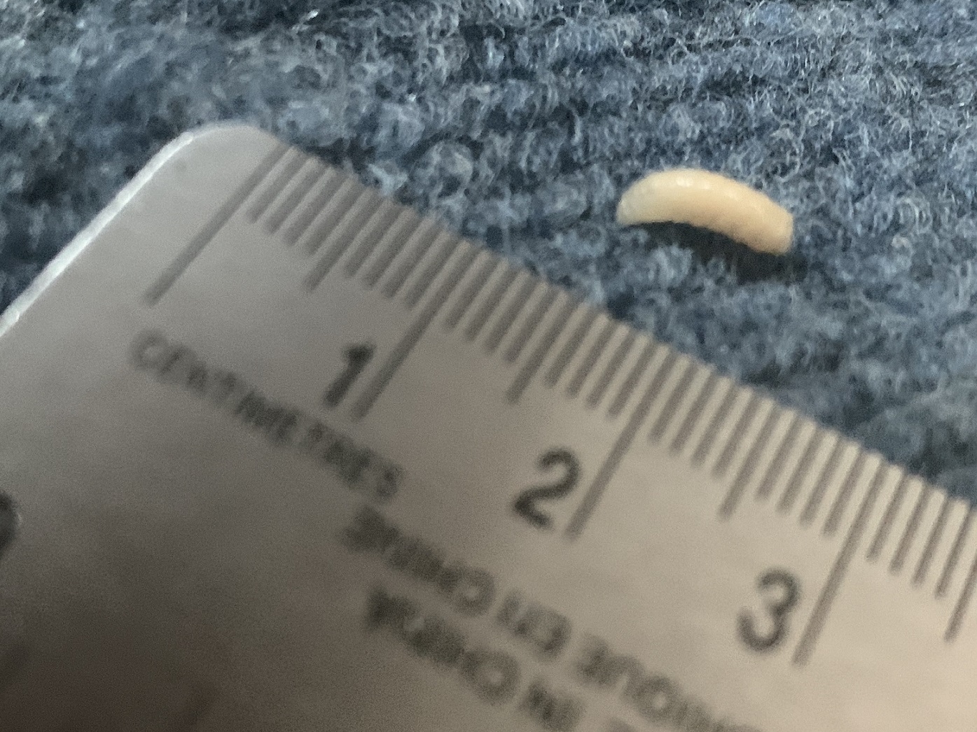 Maggot of a fly PEST CONTROL CANADA