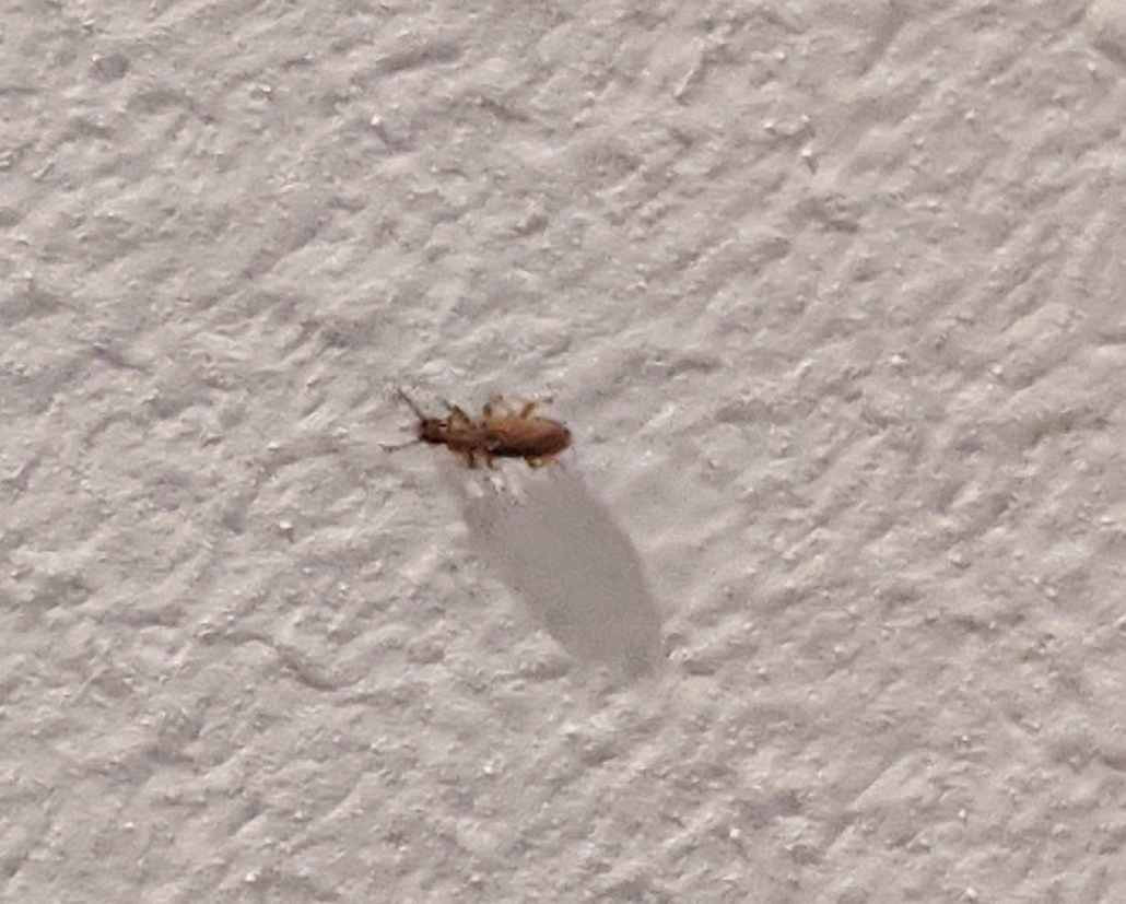 Grain beetle PEST CONTROL CANADA