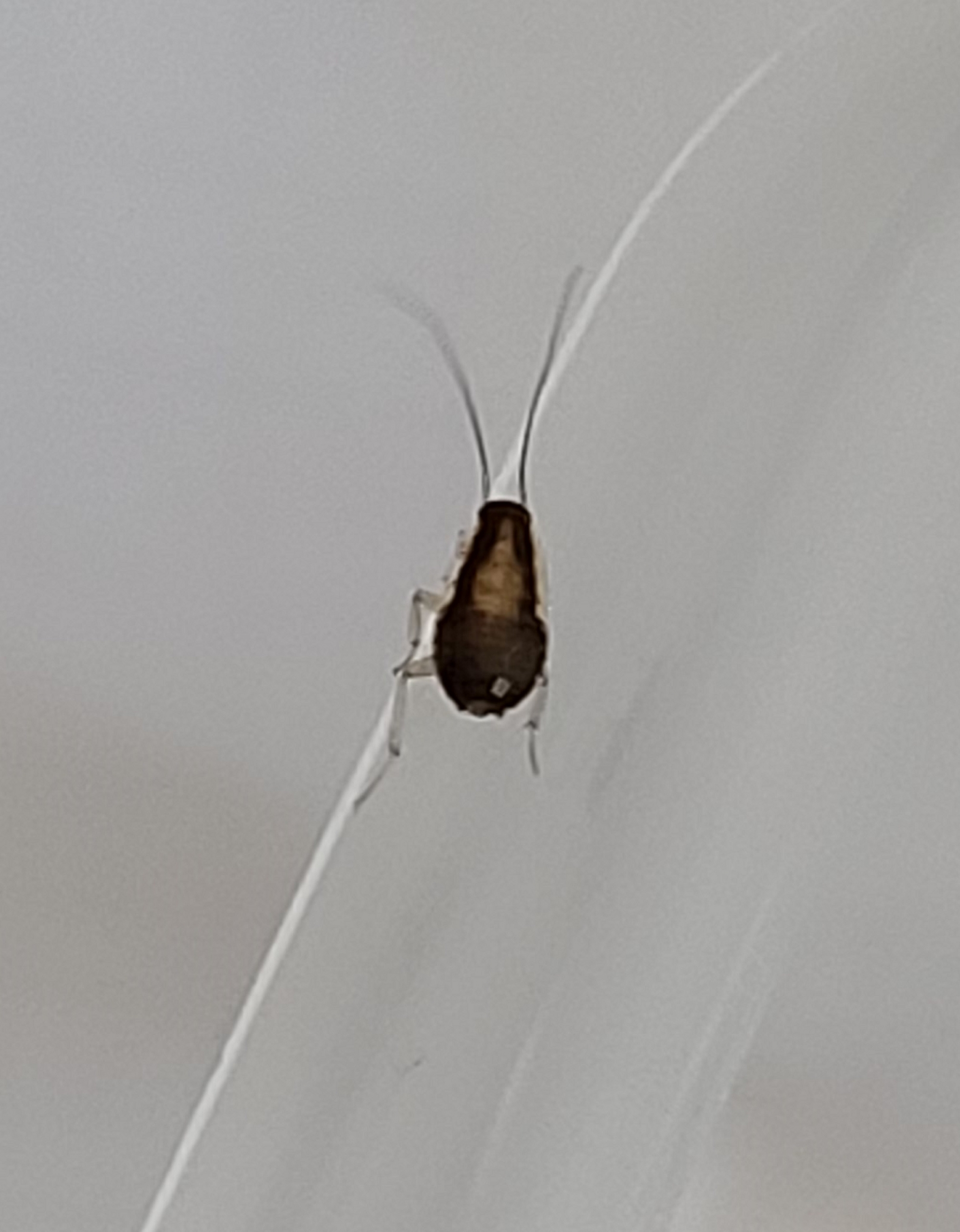 Nymph of a German cockroach PEST CONTROL CANADA