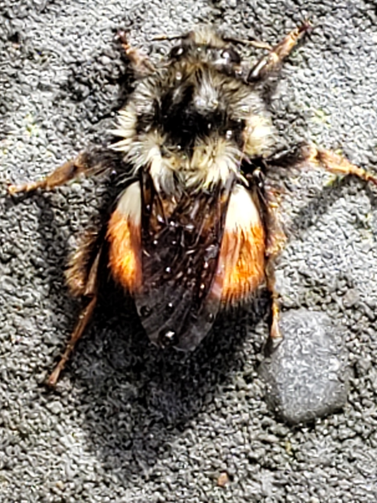 Bumble bee PEST CONTROL CANADA