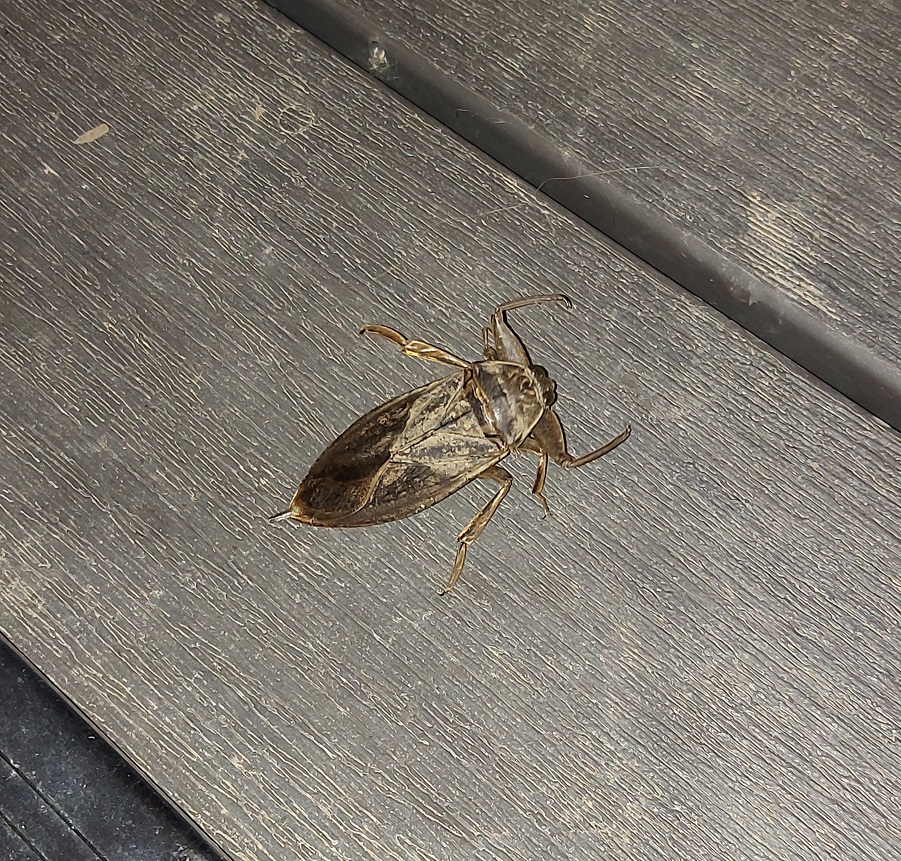 Giant water bug PEST CONTROL CANADA