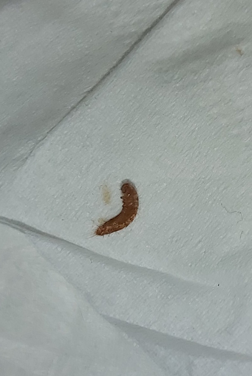 Larvae of a carpet beetle PEST CONTROL CANADA
