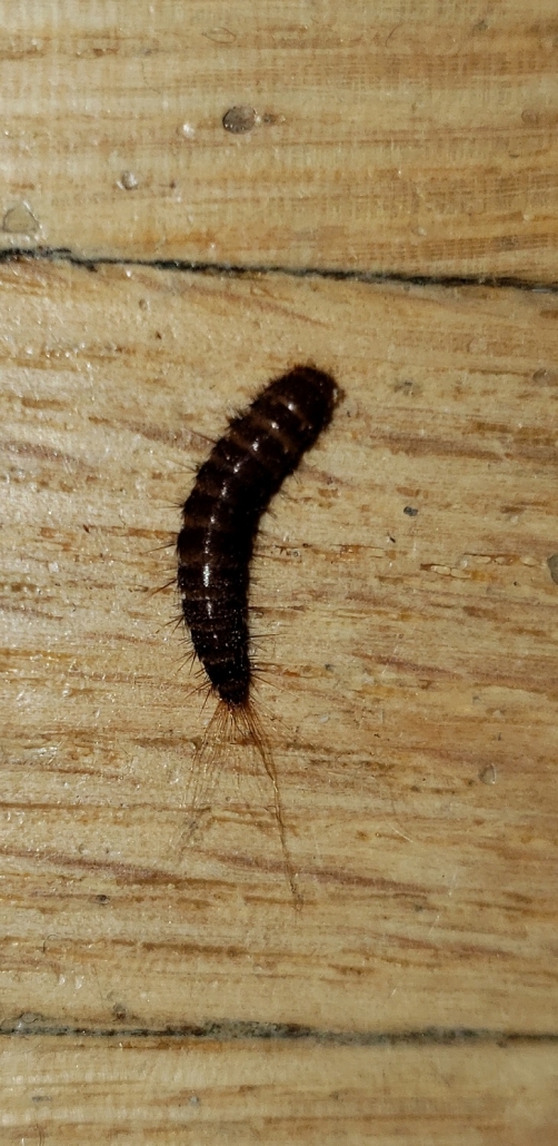 Larva of a black carpet beetle PEST CONTROL CANADA
