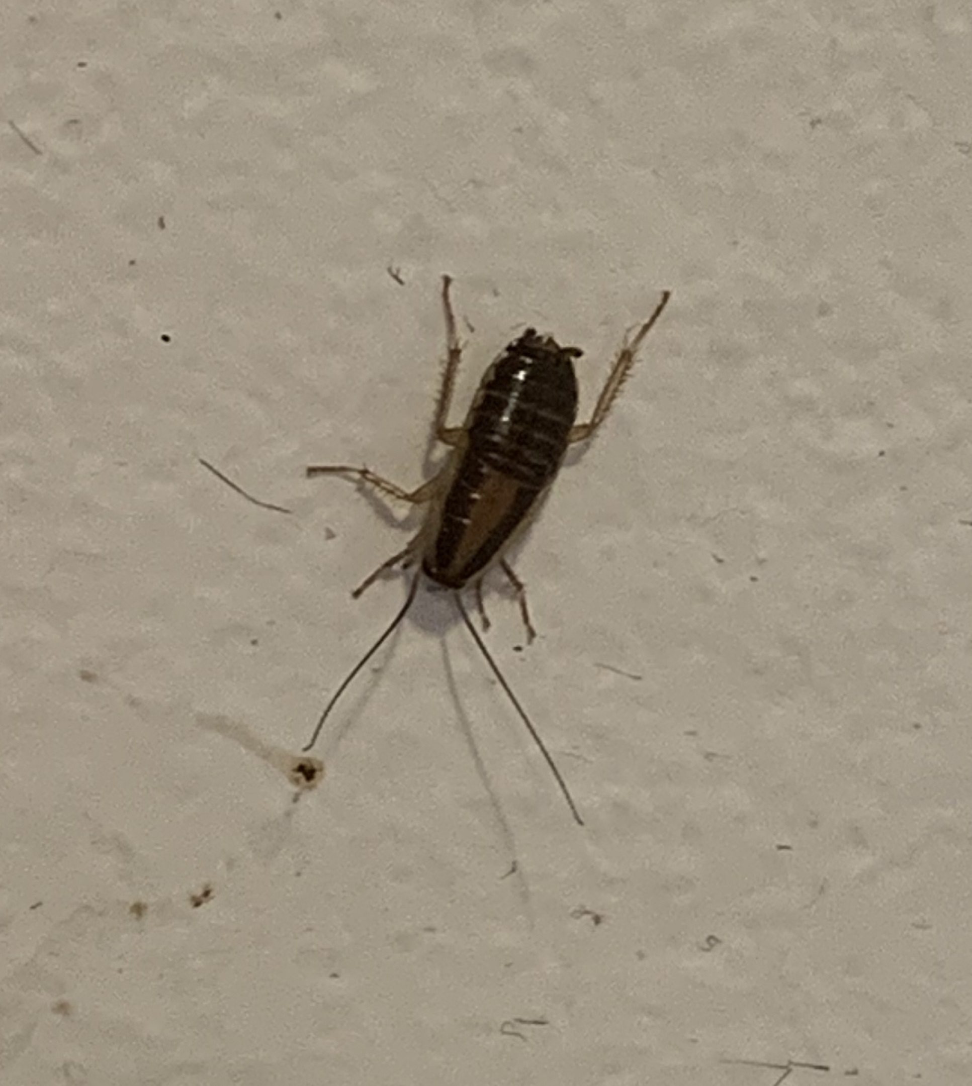 Nymph of a German Cockroach PEST CONTROL CANADA