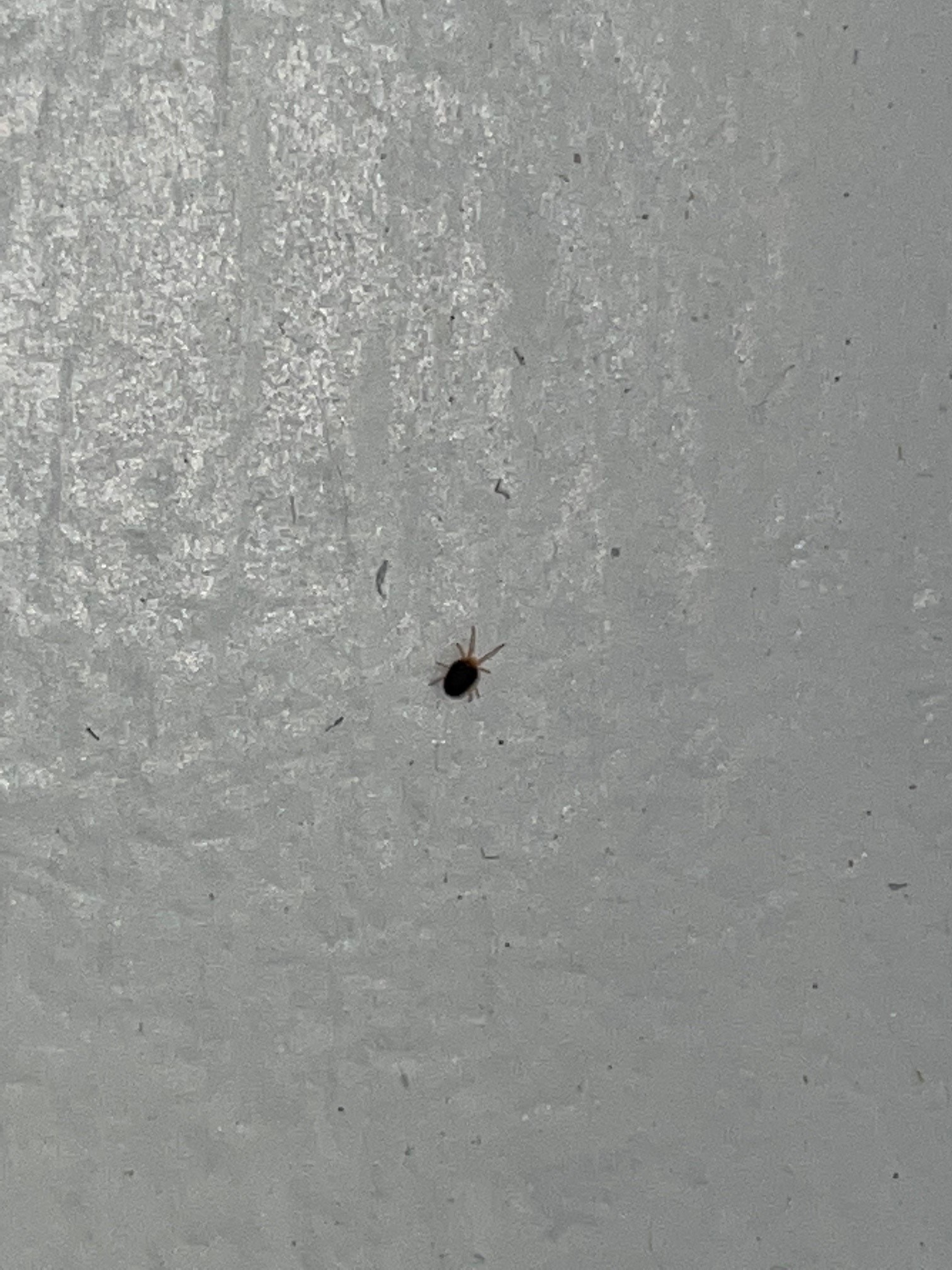 Bed Bugs PEST CONTROL CANADA