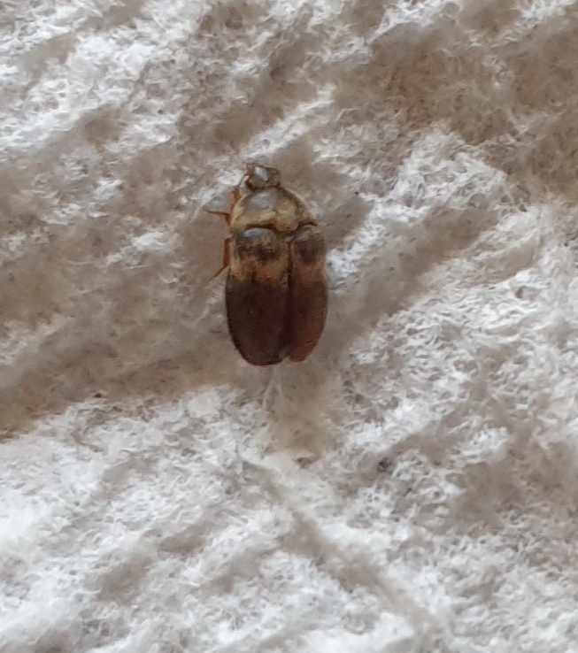 Banded black carpet beetle PEST CONTROL CANADA