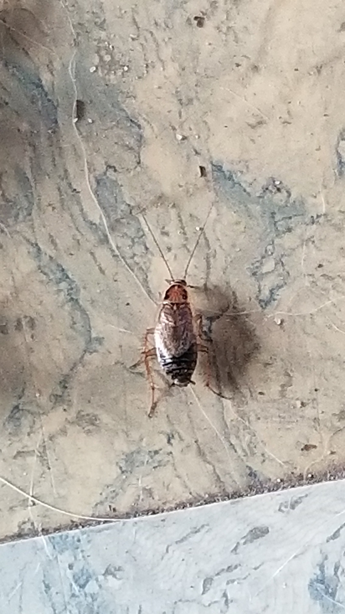 Cockroach PEST CONTROL CANADA