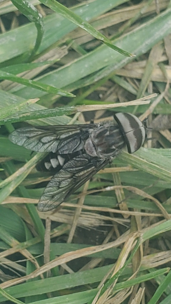 Horse fly PEST CONTROL CANADA