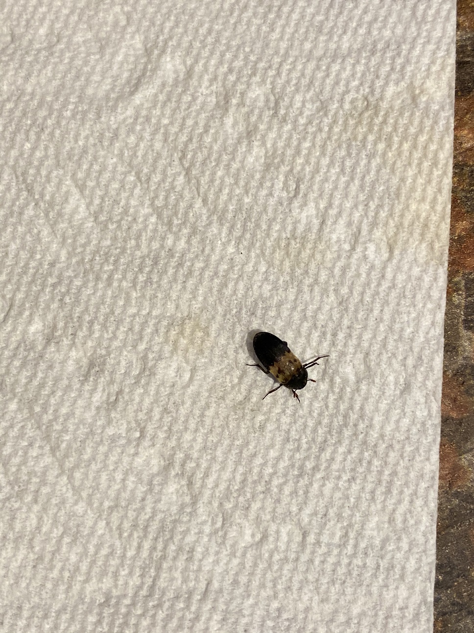 Larder beetle PEST CONTROL CANADA