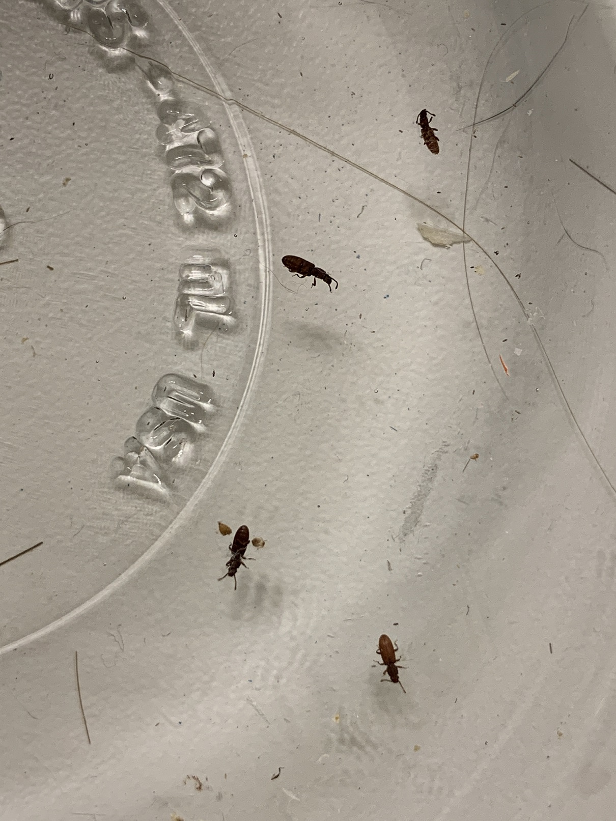 Grain beetles PEST CONTROL CANADA