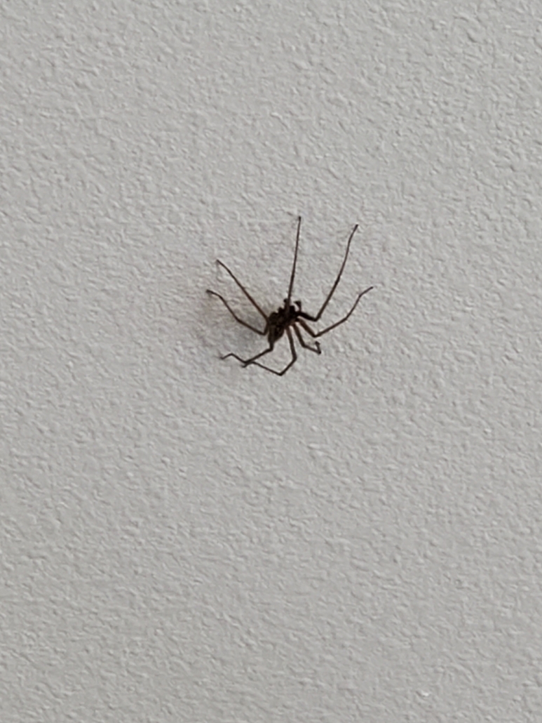 Funnel weaver spider PEST CONTROL CANADA