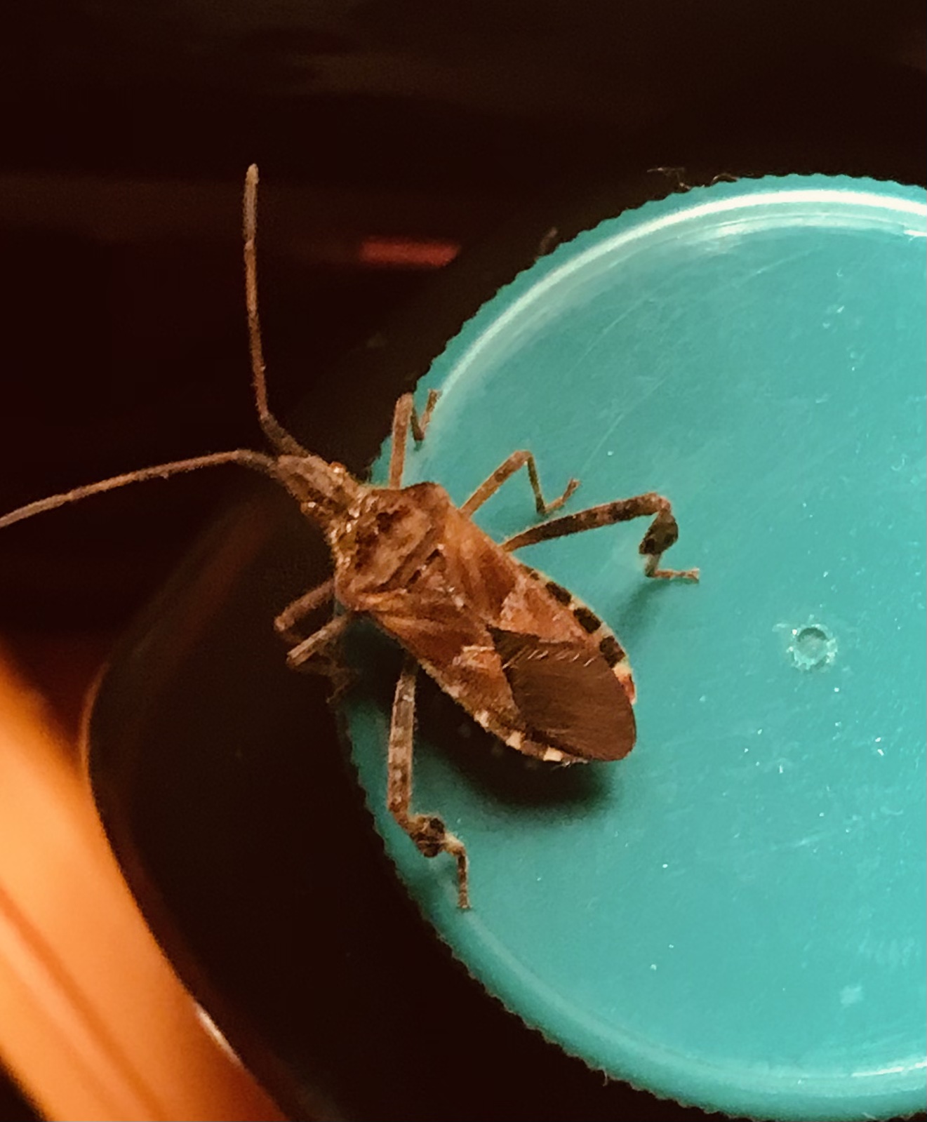 Brown marmorated stink bug PEST CONTROL CANADA