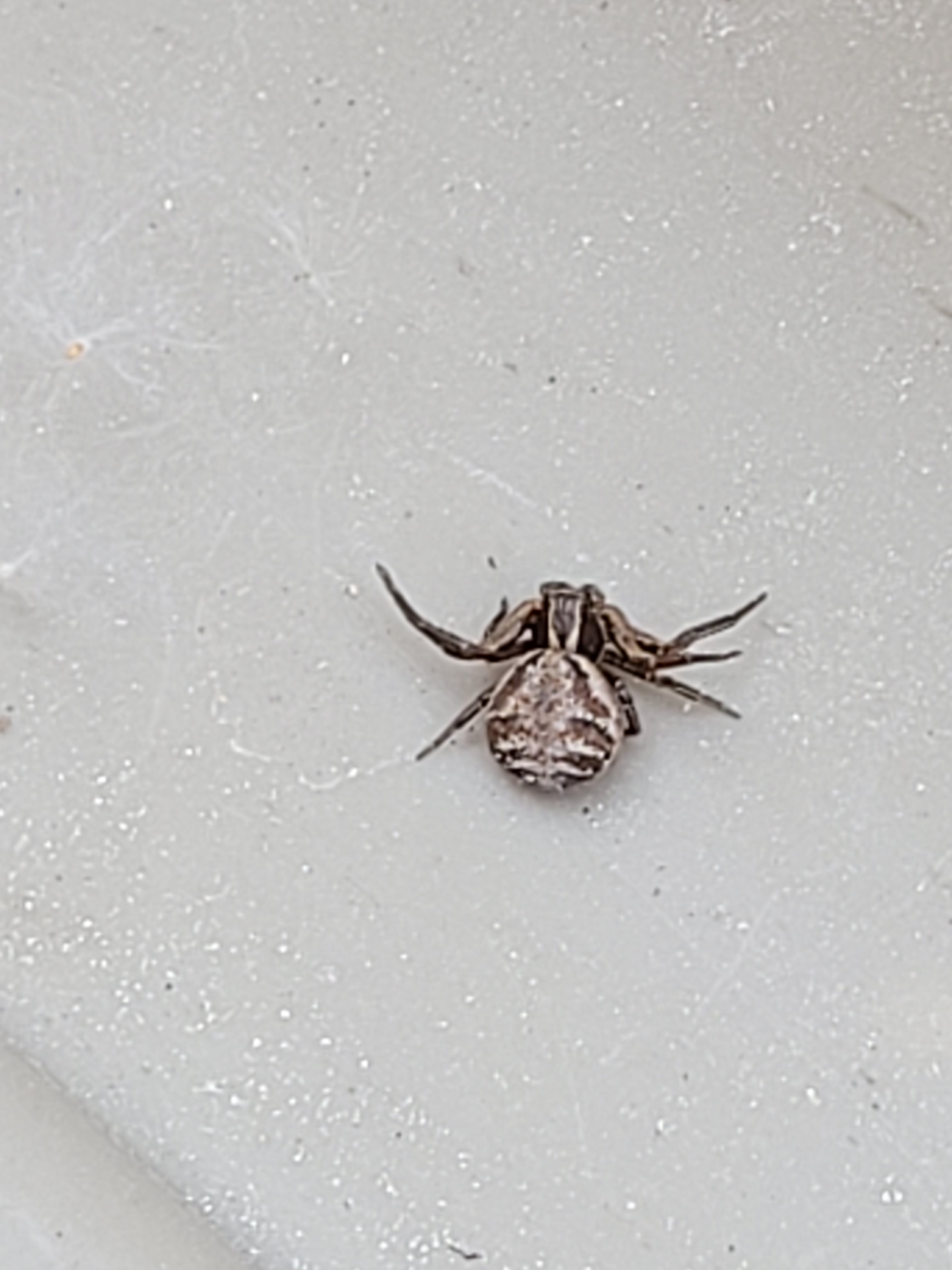 Crab spider PEST CONTROL CANADA