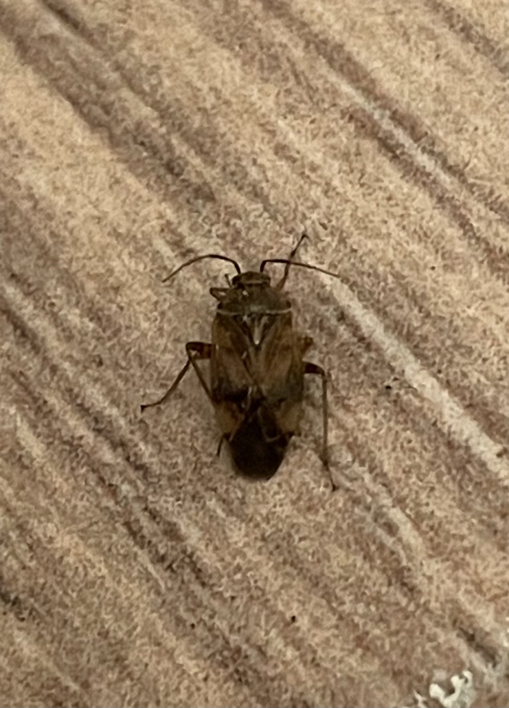 Clothes Moths PEST CONTROL CANADA