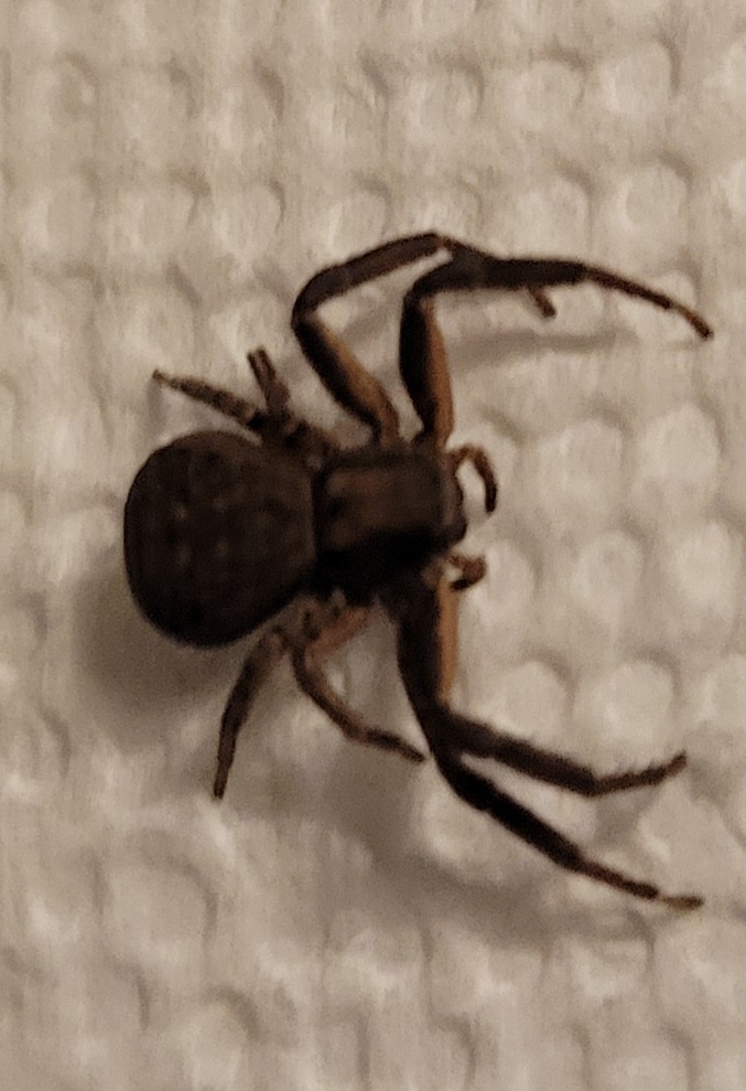 Crab spider PEST CONTROL CANADA